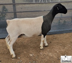 LOT38 1X DORPER FLOCK PREGNANT EWE M.L. PHILLIPS