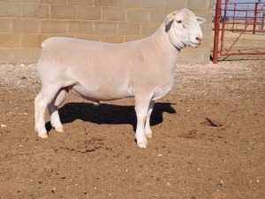 1X WHITE DORPER STUD RAM DOUBLE TROUBLE