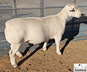 1X WHITE DORPER T5 RAM MICKEY PHILLIPS & SON