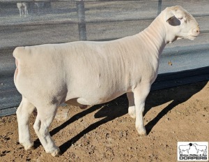 1X WHITE DORPER T5 RAM MICKEY PHILLIPS & SON