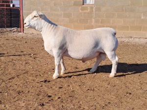 1X WHITE DORPER FLOCK RAM DOUBLE TROUBLE