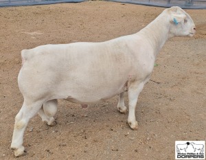 1X WHITE DORPER STUD RAM MICKEY PHILLIPS & SON