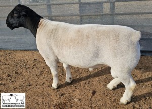 1X DORPER STUD RAM M.L. PHILLIPS