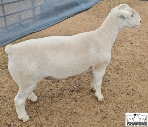 1X WHITE DORPER STUD RAM MICKEY PHILLIPS & SON