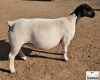 LOT9 1X DORPER T5 PREGNANT EWE M.L. PHILLIPS