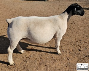 LOT9 1X DORPER T5 PREGNANT EWE M.L. PHILLIPS