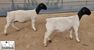 LOT22 2X DORPER T5 1xPREGNANT EWE M.L. PHILLIPS