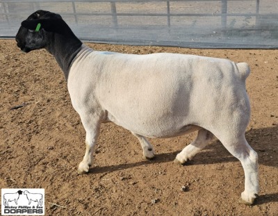 LOT11 1X DORPER T5 PREGNANT EWE M.L. PHILLIPS