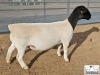 LOT12 1X DORPER T5 PREGNANT EWE M.L. PHILLIPS