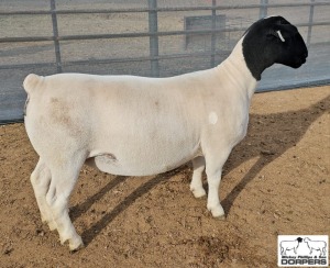 LOT13 1X DORPER T5 PREGNANT EWE M.L. PHILLIPS