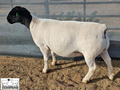 LOT10 1X DORPER T5 PREGNANT EWE M.L. PHILLIPS