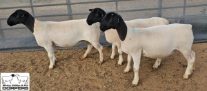 LOT25 3X DORPER STUD 2xPREGNANT EWE M.L. PHILLIPS