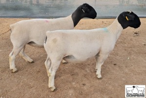 LOT23 2X DORPER T5 1xPREGNANT EWE M.L. PHILLIPS