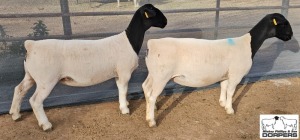 LOT24 2X DORPER T5 1xPREGNANT EWE M.L. PHILLIPS