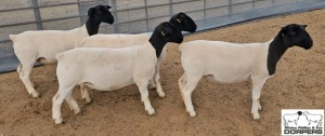 LOT26 4X DORPER 3xT5/1xSTUD EWE M.L. PHILLIPS