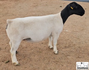 LOT37 1X DORPER T5 PREGNANT EWE M.L. PHILLIPS