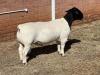 1X DORPER FLOCK RAM LEROY PHILLIPS DORPERS