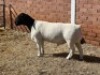 1X DORPER FLOCK RAM LEROY PHILLIPS DORPERS - 2