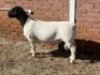 1X DORPER T5 RAM LEROY PHILLIPS DORPERS - 2