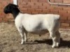 ONTTREK 1X DORPER T5 RAM LEROY PHILLIPS DORPERS