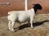 ONTTREK 1X DORPER T5 RAM LEROY PHILLIPS DORPERS - 2
