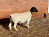 LOT2 1X DORPER T5 PREGNANT EWE LEROY PHILLIPS DORPERS