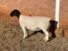 LOT2 1X DORPER T5 PREGNANT EWE LEROY PHILLIPS DORPERS - 2