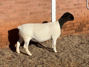 LOT14 2X DORPER T5 PREGNANT EWE LEROY PHILLIPS DORPERS