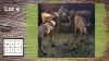 4X ELAND M:4 (Per Piece to take the lot/Per stuk om lot te neem)