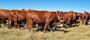 LOT 40 - HOT 180167 - Pregnant Heifers