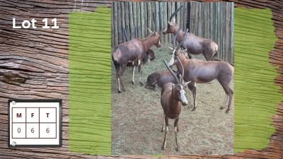 6X BLESBOK V/F:6 (Per Piece to take the lot/Per stuk om lot te neem)