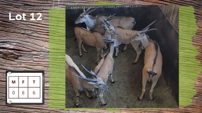 6X ELAND V/F:6 (Per Piece to take the lot/Per stuk om lot te neem)