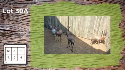 4X BLESBOK M:4 (Per Piece to take the lot/Per stuk om lot te neem)