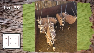 5X GEMSBOK V/F:5 (Per Piece to take the lot/Per stuk om lot te neem)