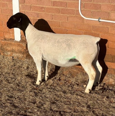 LOT3 1X DORPER T5 PREGNANT EWE LEROY PHILLIPS DORPERS