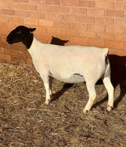 LOT15 3X DORPER T5 PREGNANT EWE LEROY PHILLIPS DORPERS