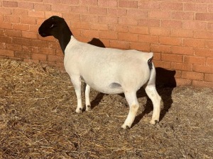 LOT4 1X DORPER T5 PREGNANT EWE LEROY PHILLIPS DORPERS