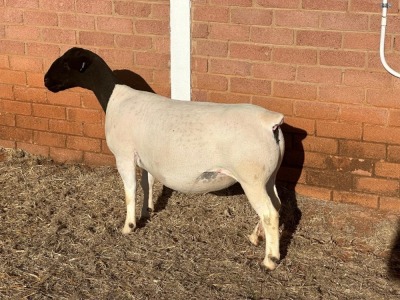 LOT1 1X DORPER T5 PREGNANT EWE LEROY PHILLIPS DORPERS