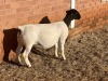 LOT1 1X DORPER T5 PREGNANT EWE LEROY PHILLIPS DORPERS - 2