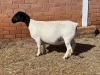 LOT5 1X DORPER T5 PREGNANT EWE LEROY PHILLIPS DORPERS