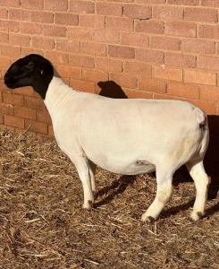 LOT16 3X DORPER T5 PREGNANT EWE LEROY PHILLIPS DORPERS