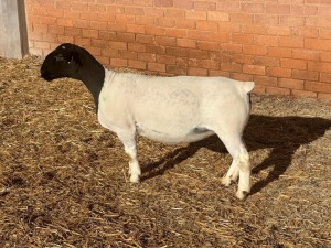 LOT17 3X DORPER T5 PREGNANT EWE LEROY PHILLIPS DORPERS