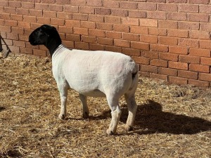 LOT18 4X DORPER T5 PREGNANT EWE LEROY PHILLIPS DORPERS