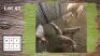 6X GOUE WILDEBEES V/F:6 (Per Piece to take the lot/Per stuk om lot te neem)