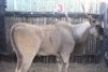1X ELAND M:1