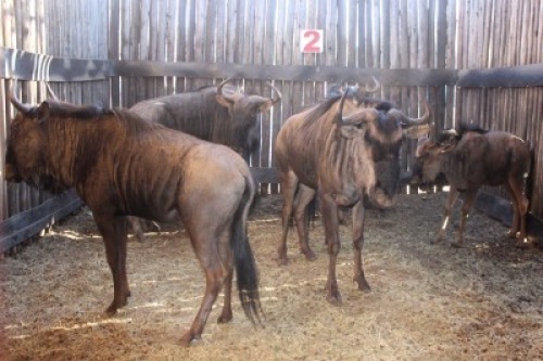 5X BLOUWILDEBEES V/F:4 (Per Piece to take the lot/Per stuk om lot te neem)