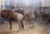 5X BLOUWILDEBEES V/F:4 (Per Piece to take the lot/Per stuk om lot te neem)