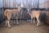 2X ELAND V/F:2 (Per Piece to take the lot/Per stuk om lot te neem)