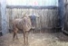 1X BLOUWILDEBEES M:1