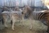 4X ZEBRA M:1 V/F:3 (Per Piece to take the lot/Per stuk om lot te neem)